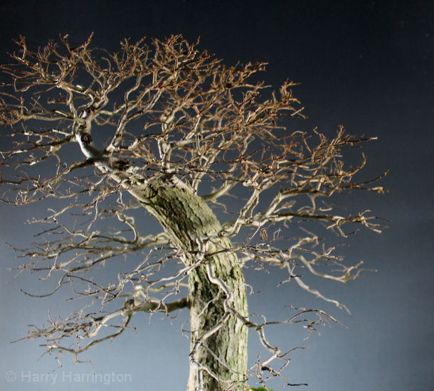elm bonsai